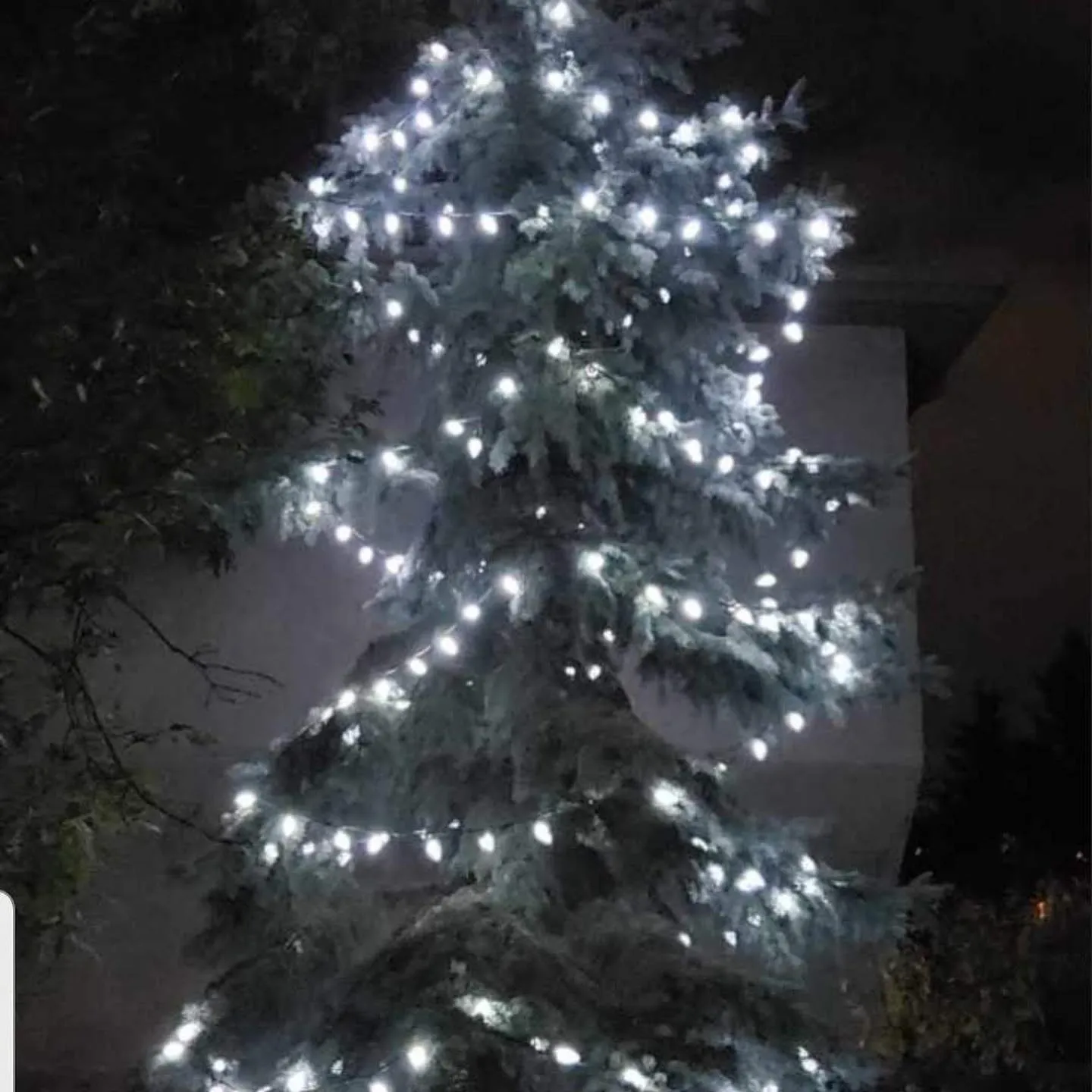 Large spruce covered in cool white lights at night in Winnipeg