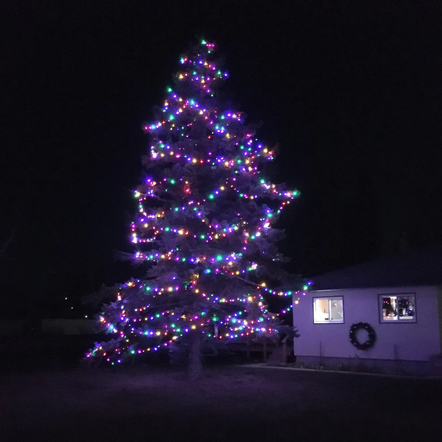 Spruce tree wrapped in multicolour Christmas lights beside a Winnipeg house