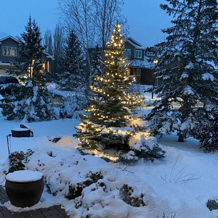 Spruce tree lit with warm white lights in a snowy Winnipeg front yard