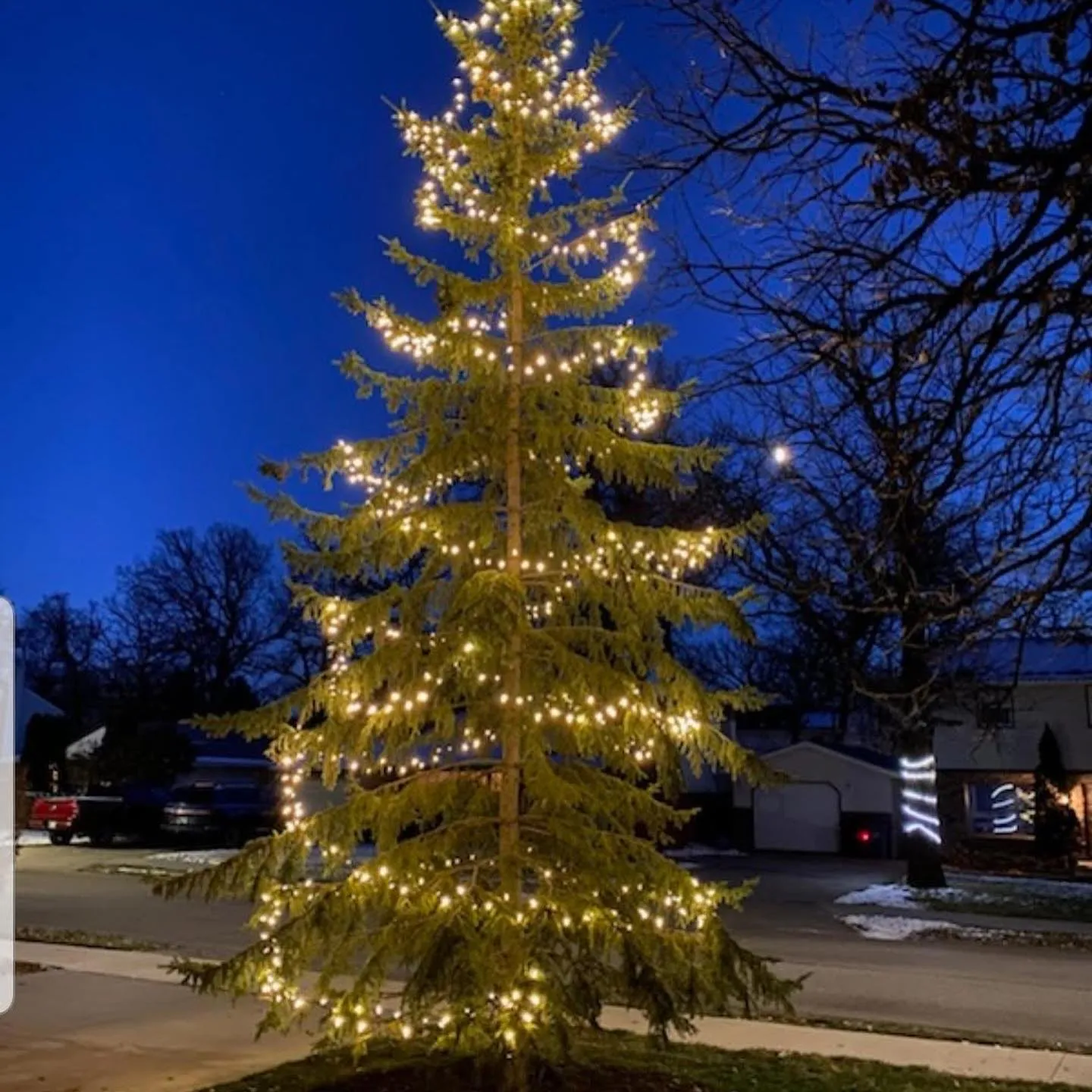 Tall spruce tree wrapped in warm white Christmas lights at dusk in a Winnipeg front yard